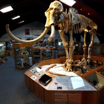 "Dee," the Columbian Mammoth, towers over the Ice Age exhibit at the Tate Geological Museum at Casper College in Casper, Wyoming.