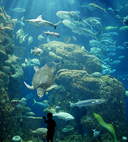 South Carolina Aquarium