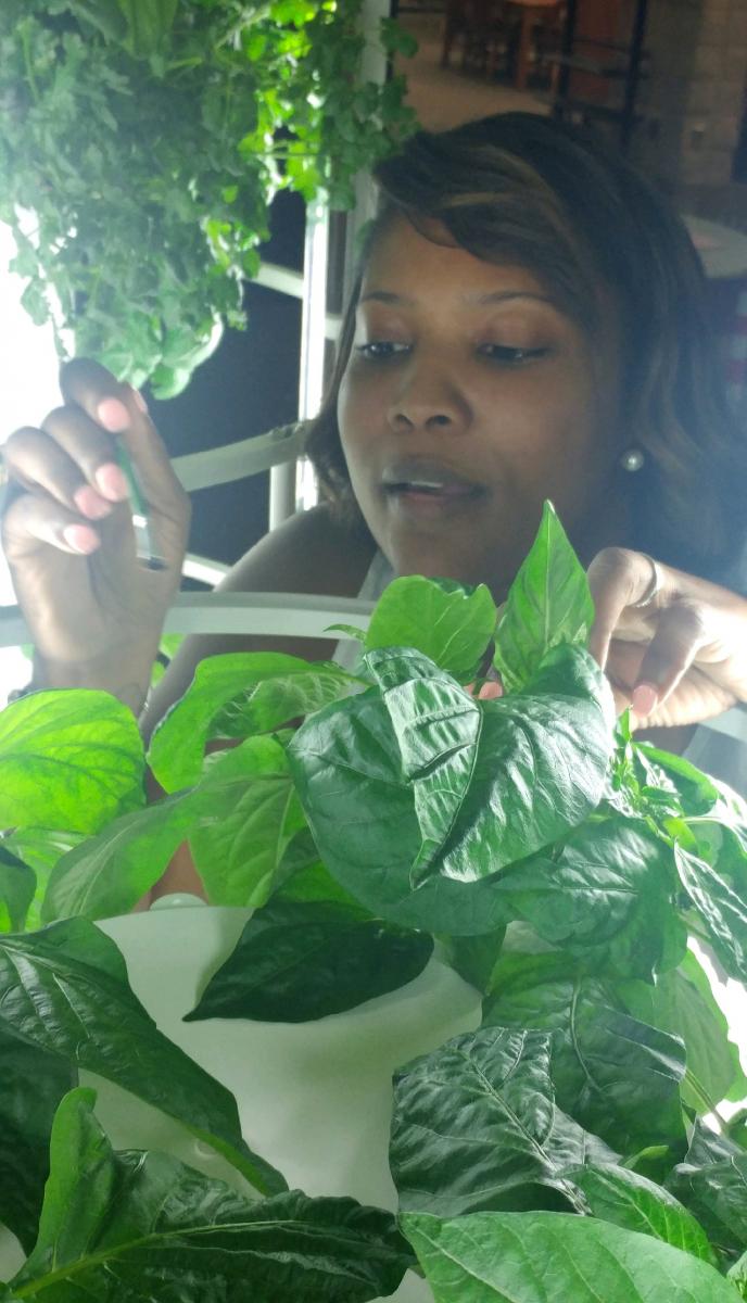 Library staff member pollinates a plant