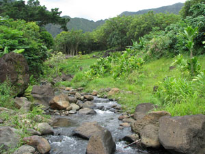 Haiku Stream in Hawaii