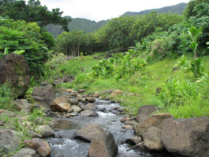Haiku Stream in Hawaii