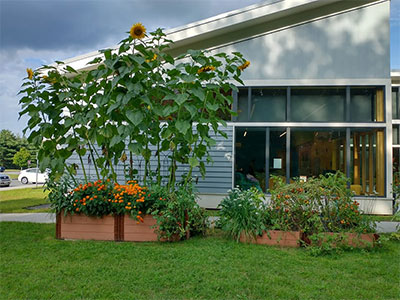 outdoor flowers