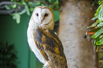 Barn Owl