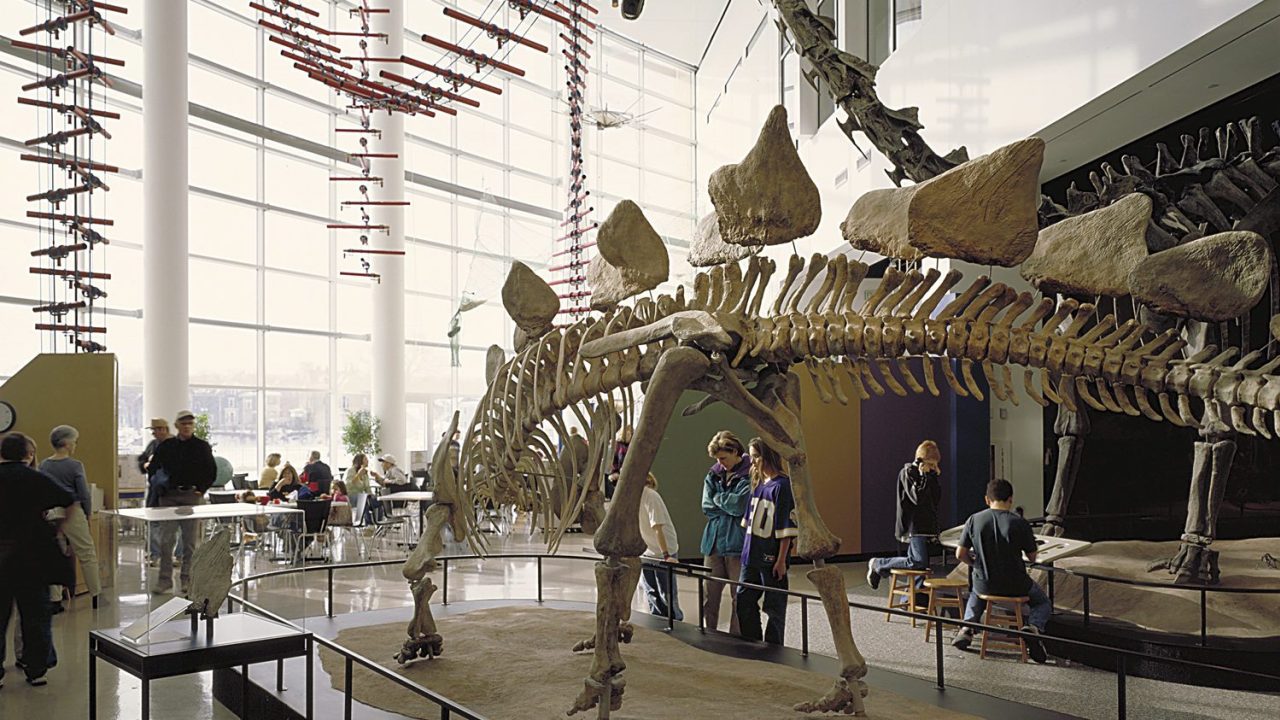 An interior view of SMM, with a large dinosaur fossil on display.