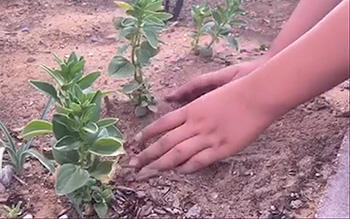 Hands holding plant 