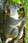 Koala, Riverbanks Zoo and Garden.