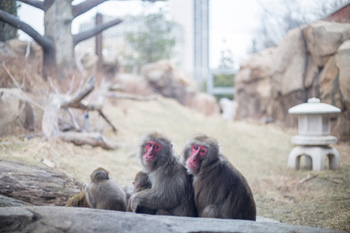 April 2018 Project Profile Three Macaques
