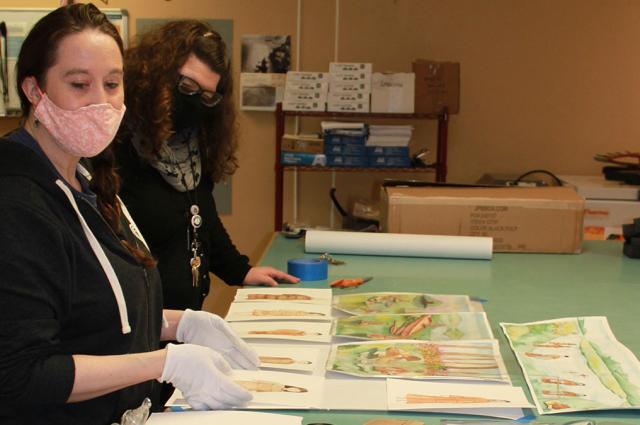 Two library workers organize materials on a table. Image credit Alutiiq Museum.