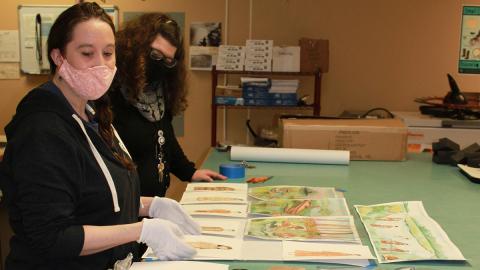 Two library workers organize materials on a table. Image credit Alutiiq Museum.
